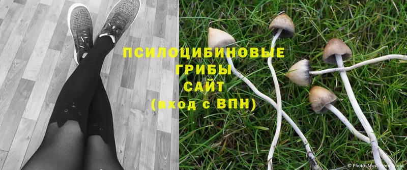 mega онион  Владимир  Галлюциногенные грибы Psilocybe 